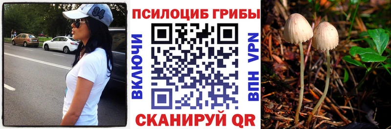 купить наркотики цена  Артём  Галлюциногенные грибы Magic Shrooms 